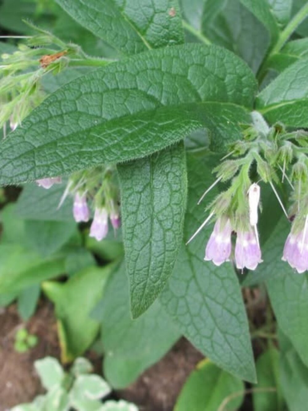 COMFREY THE HEALING PLANT 2 ROOT CUTS 3-4 IN WRAPPED IN MOIST PAPER AND SHIPPED